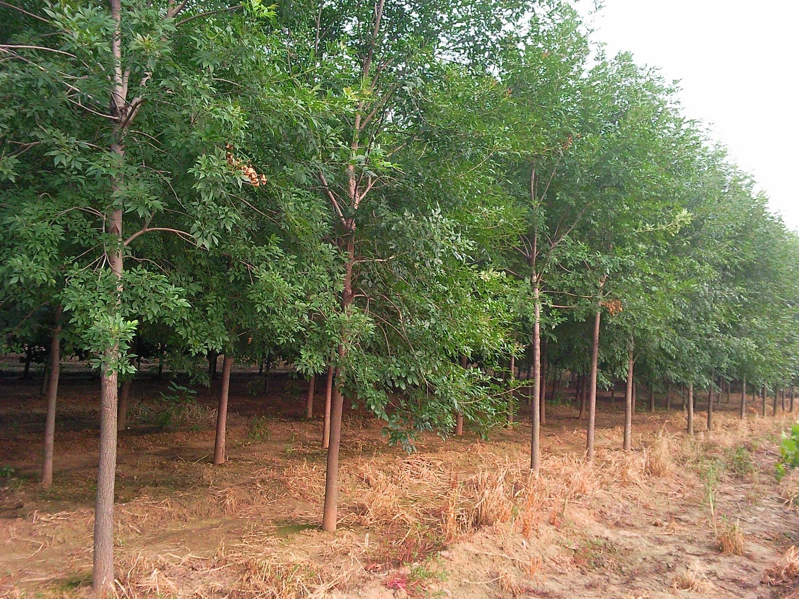 河南速生白臘種植基地，速生白臘批發(fā)，速生白臘報價