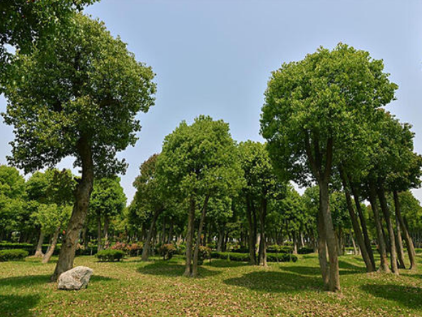 香樟一手供貨商-香樟種植基地-香樟批發(fā)價格