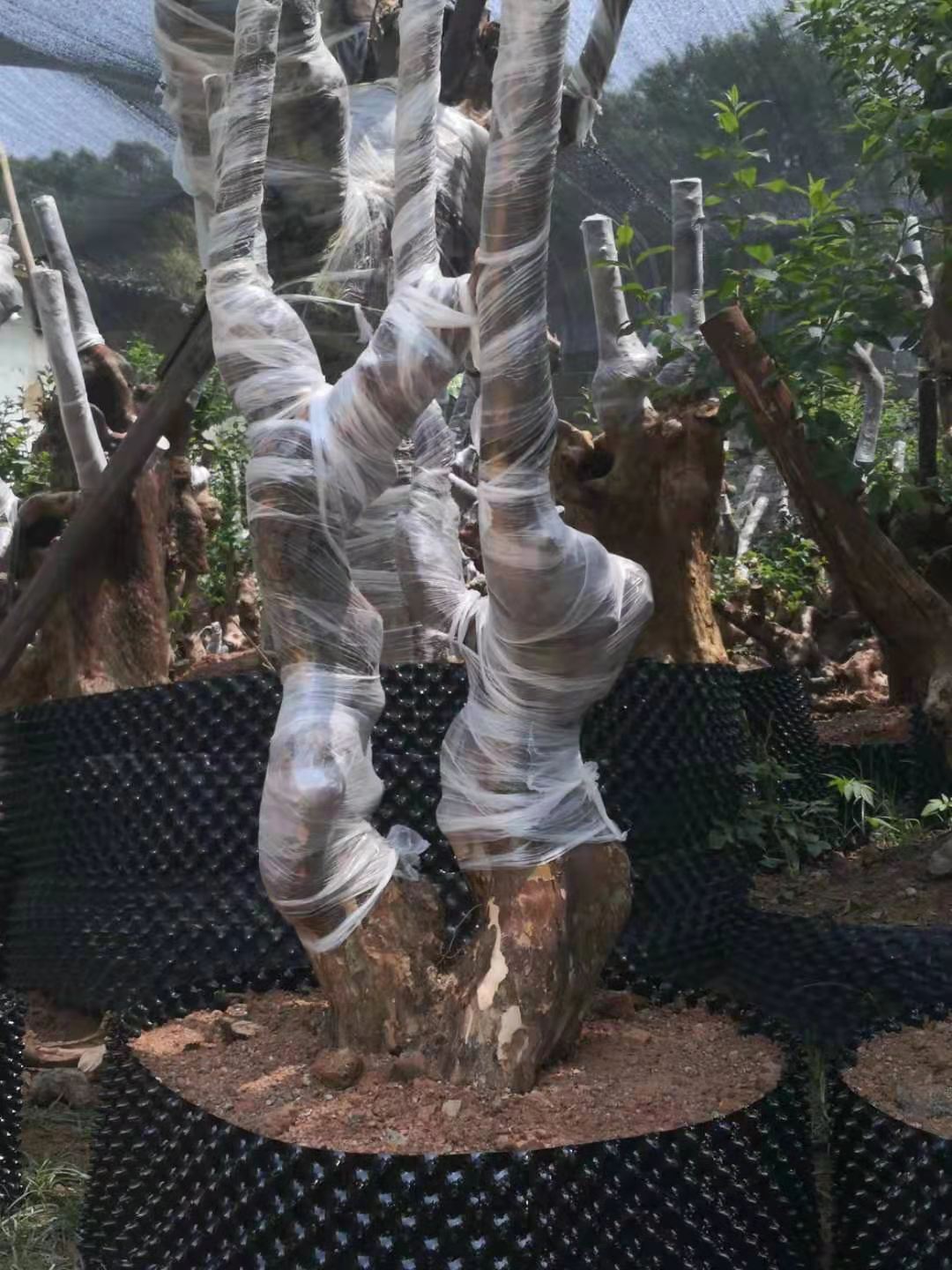 紫薇占地樁批發(fā)價(jià)報(bào)價(jià)、紫薇占地樁種植基地