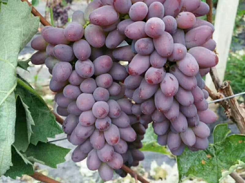 吉林蜜汁葡萄苗 蜜汁苗多少錢(qián)一顆 出售茉莉香葡萄苗