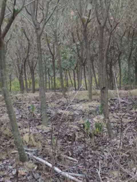 福建臺灣牡丹櫻花樹種植基地直銷批發(fā)價格多少錢-牡丹櫻花樹供應(yīng)商