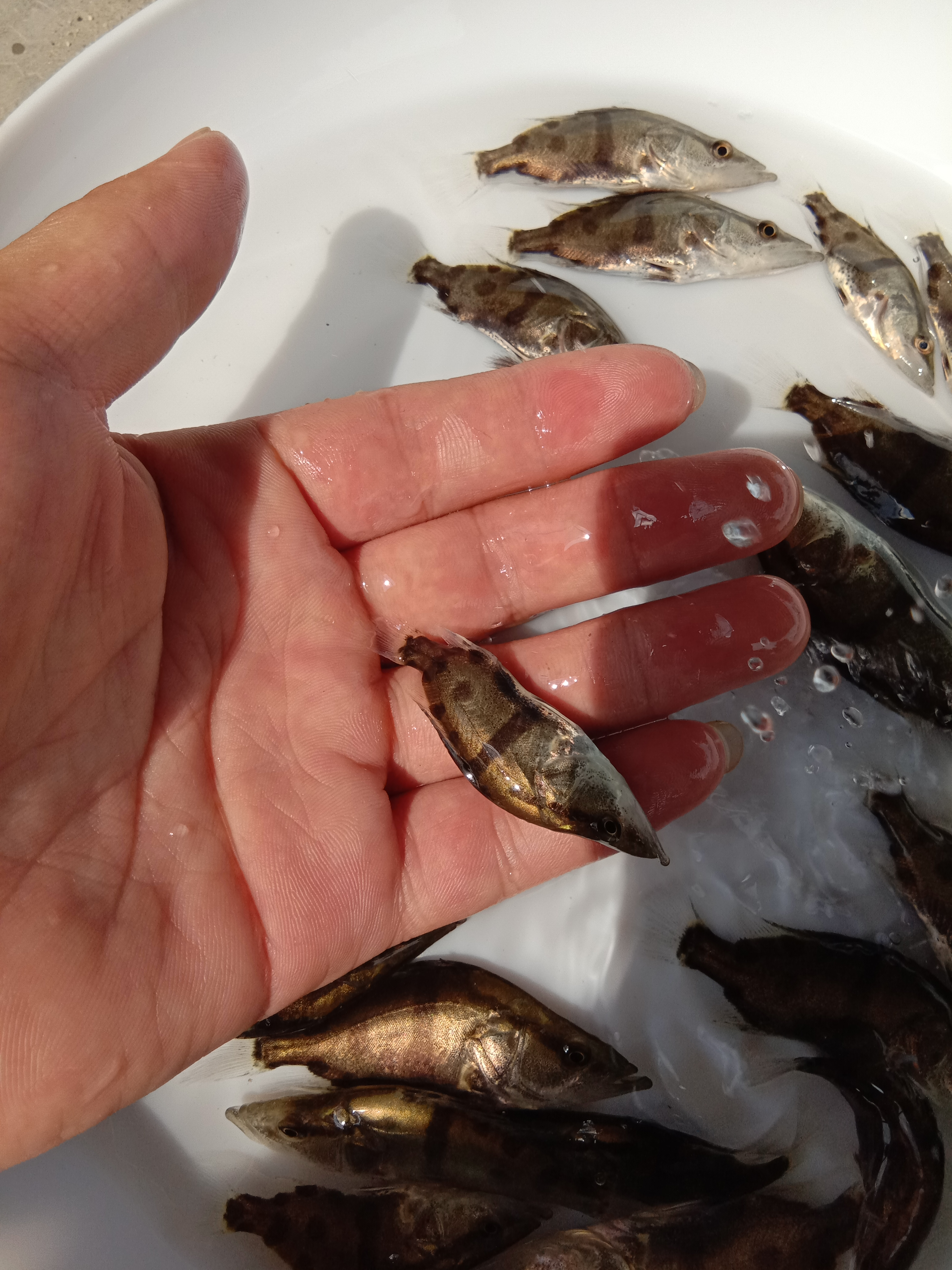 【優(yōu)質(zhì)魚苗】桂花魚苗 鱖魚苗 翹嘴桂花魚苗 桂魚魚苗批發(fā) 桂花魚魚苗