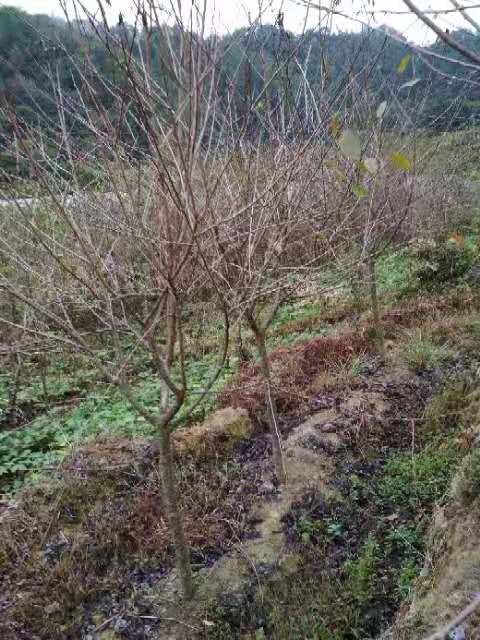 福建臺灣牡丹櫻花樹種植基地直銷批發(fā)價格多少錢-牡丹櫻花樹供應(yīng)商