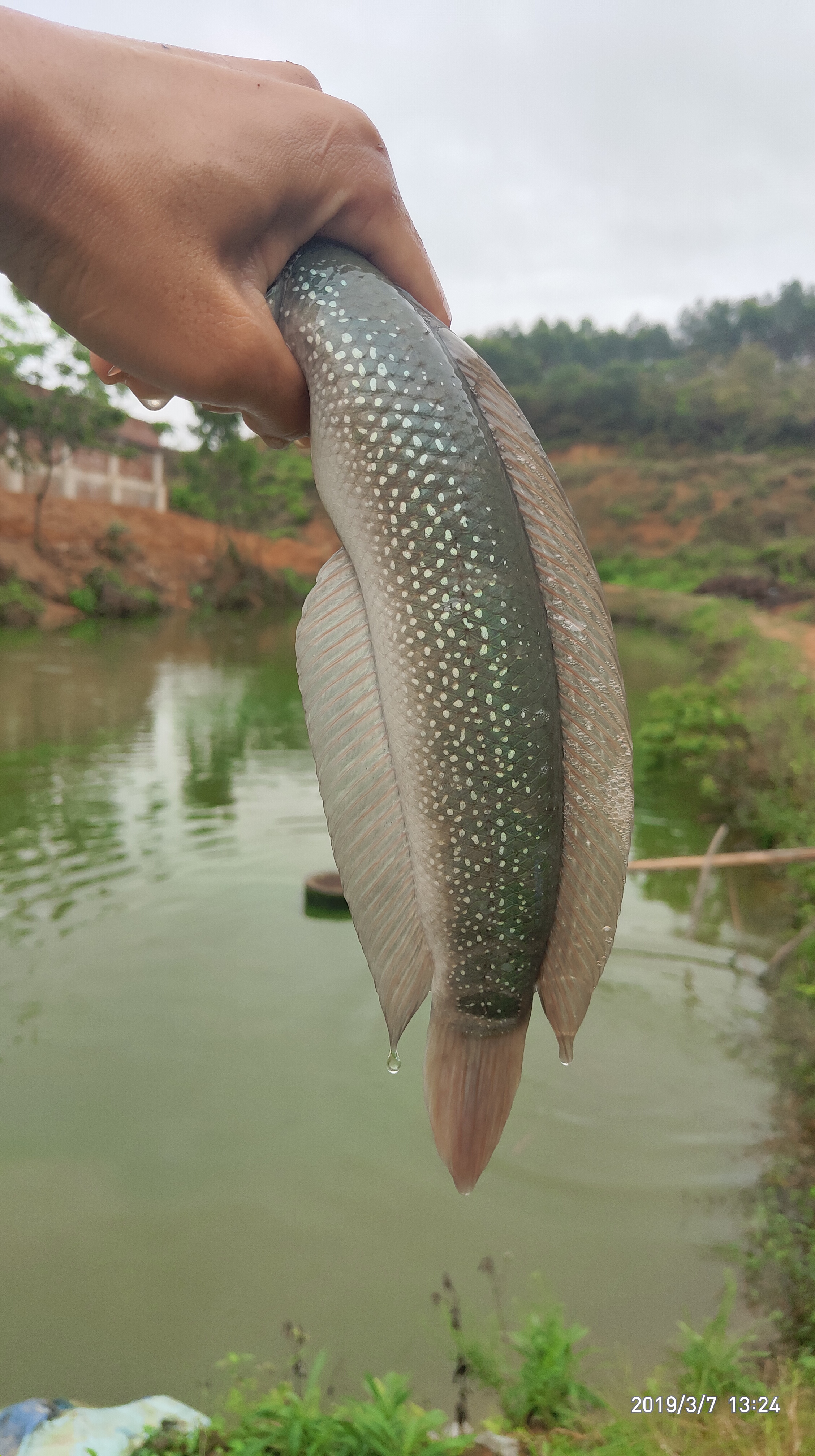 【優(yōu)質(zhì)魚苗】七星魚苗批發(fā) 月鱧魚 七星斑 山斑 山花魚 張公魚苗 七星魚魚苗