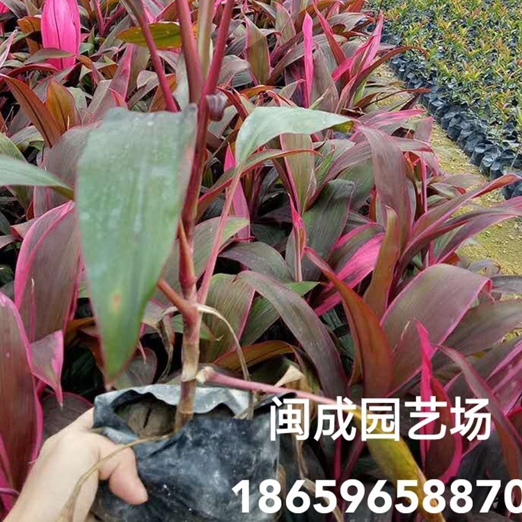 福建亮葉朱焦基地%漳州亮葉朱焦批發(fā)*亮葉朱焦價(jià)格【漳浦縣官潯鎮(zhèn)閩成園藝場(chǎng)】