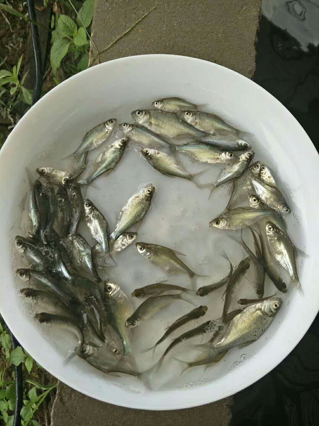 【優(yōu)質(zhì)魚苗】武昌魚苗 團(tuán)頭魴魚苗 縮項鳊 三角魴魚苗 廣東邊魚苗 武昌魚魚苗