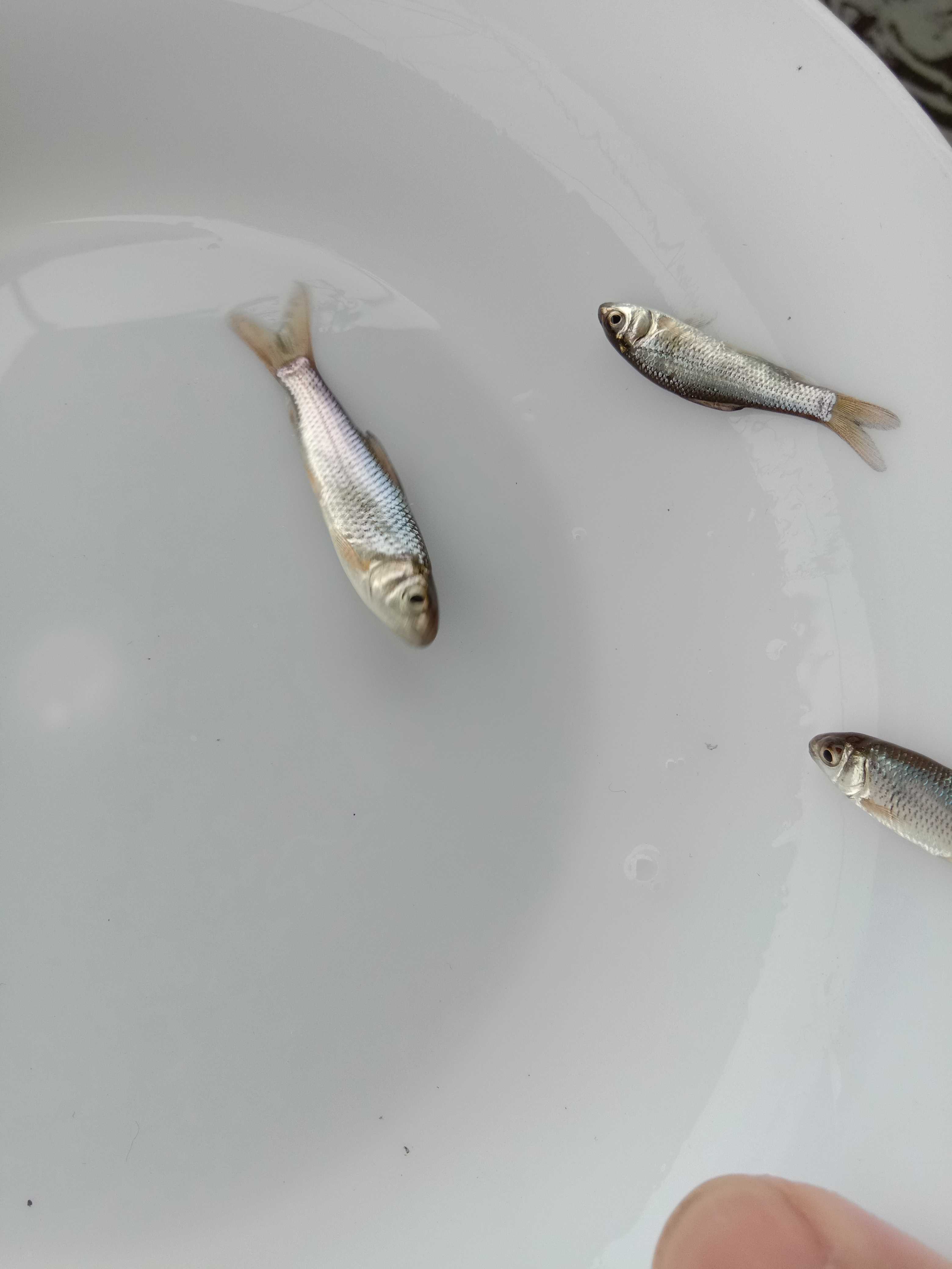 【*批發(fā)】鯪魚苗 泰國鯪魚 麥鯪魚苗 土鯪魚 鯪公魚苗淡水養(yǎng)殖 鯪魚魚苗