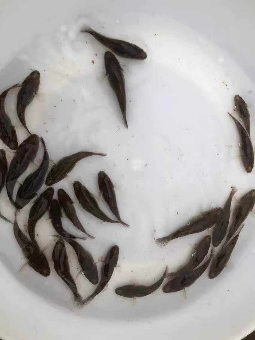 【優(yōu)質(zhì)魚苗】筍殼魚苗批發(fā) 泰國筍殼 雜交筍殼 云斑尖塘鱧魚苗 筍殼魚魚苗