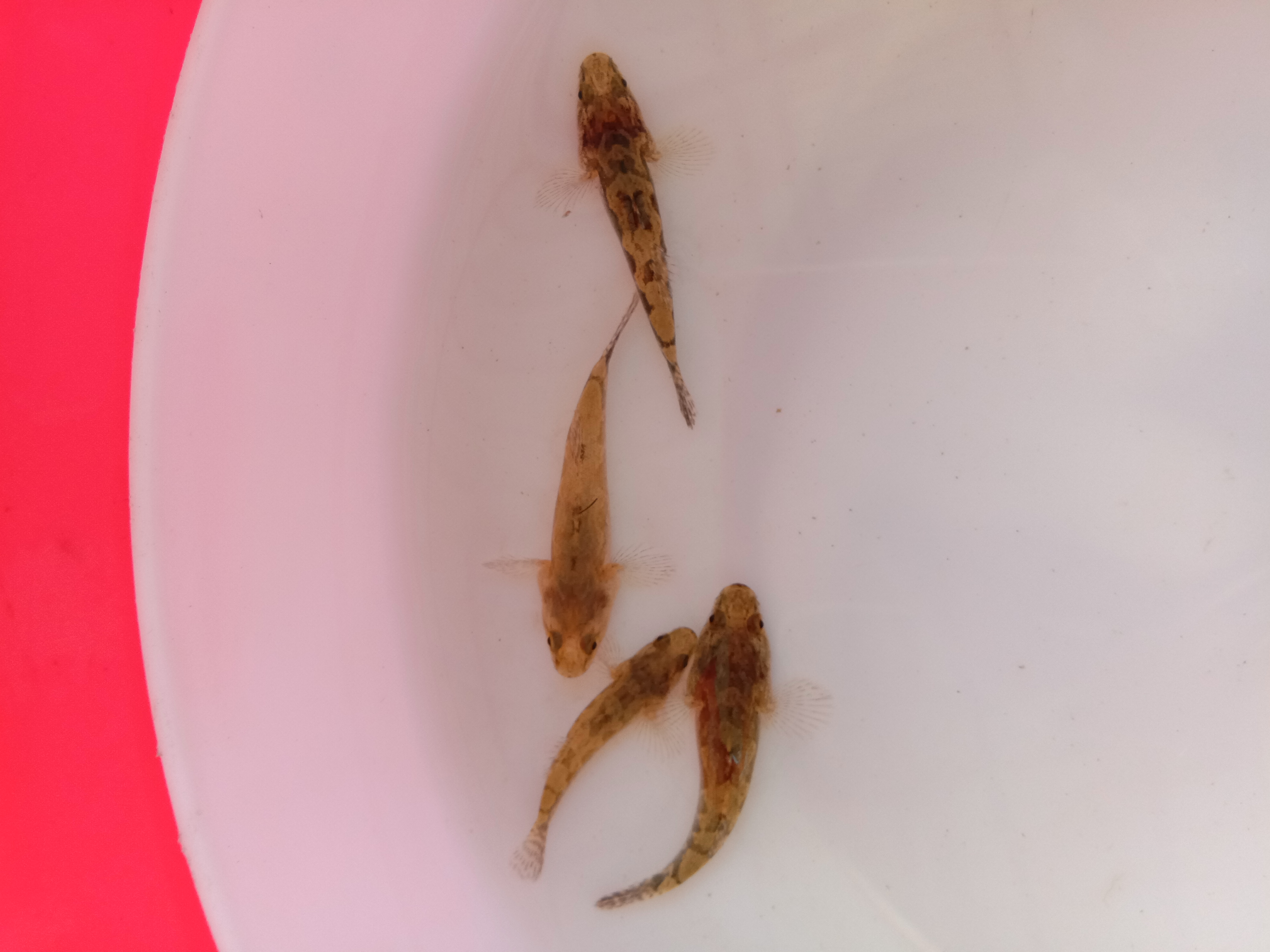 【優(yōu)質(zhì)魚苗】筍殼魚苗批發(fā) 泰國筍殼 雜交筍殼 云斑尖塘鱧魚苗 筍殼魚魚苗