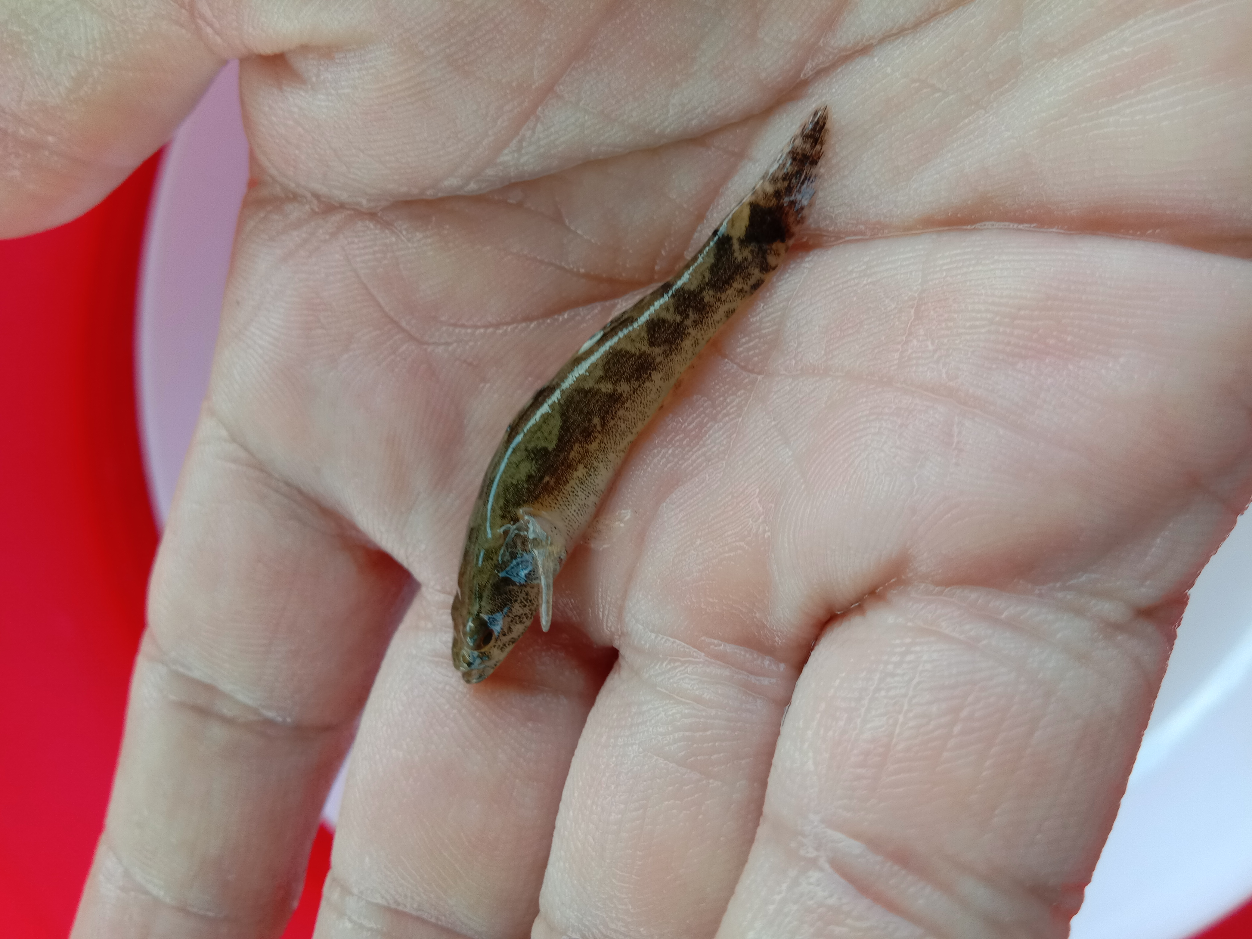 【優(yōu)質(zhì)魚苗】筍殼魚苗批發(fā) 泰國筍殼 雜交筍殼 云斑尖塘鱧魚苗 筍殼魚魚苗