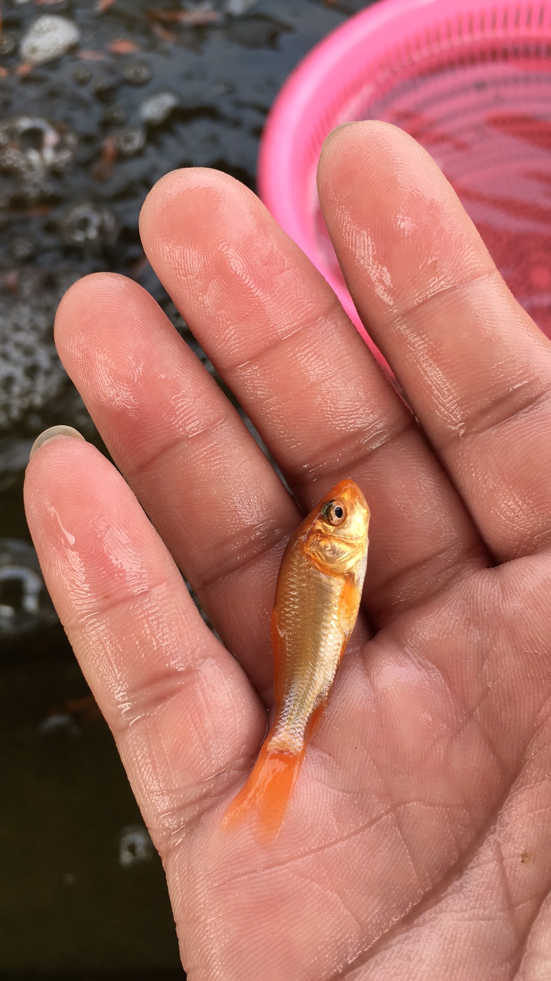 【優(yōu)質(zhì)水產(chǎn)】紅鯉魚(yú)苗 興國(guó)紅鯉魚(yú) 荷包紅鯉 玻璃紅鯉魚(yú) 養(yǎng)殖批發(fā) 紅鯉魚(yú)魚(yú)苗