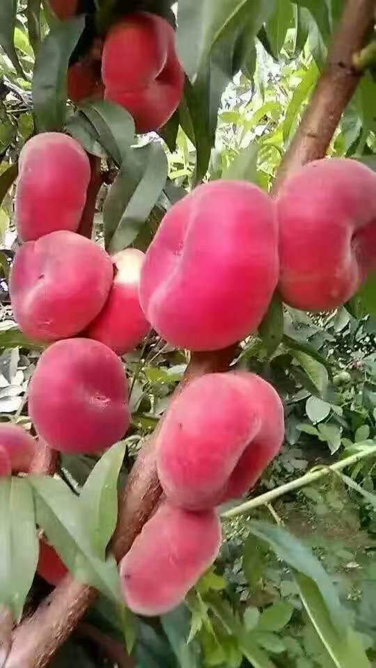 泰安市優(yōu)質(zhì)毛蟠桃苗出售-批發(fā)-價格-基地-供應(yīng)商