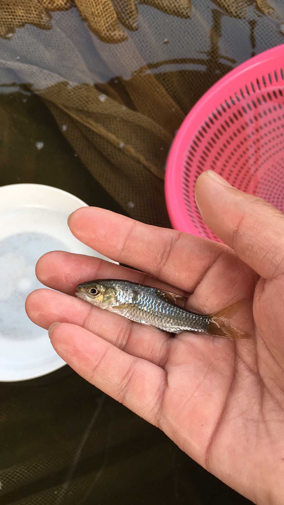 【特種魚苗】竹鲃鯉魚苗 中華倒刺鲃 青竹鯉 青鮒鯉 黃冠魚 巖鯽 中華倒刺鲃魚苗