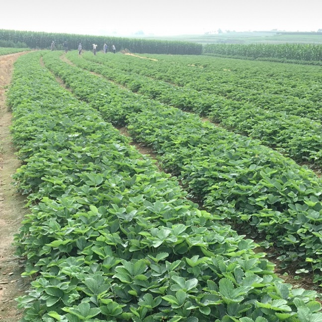 泰安市章姬草莓苗批發(fā)-供應(yīng)商-報價-基地