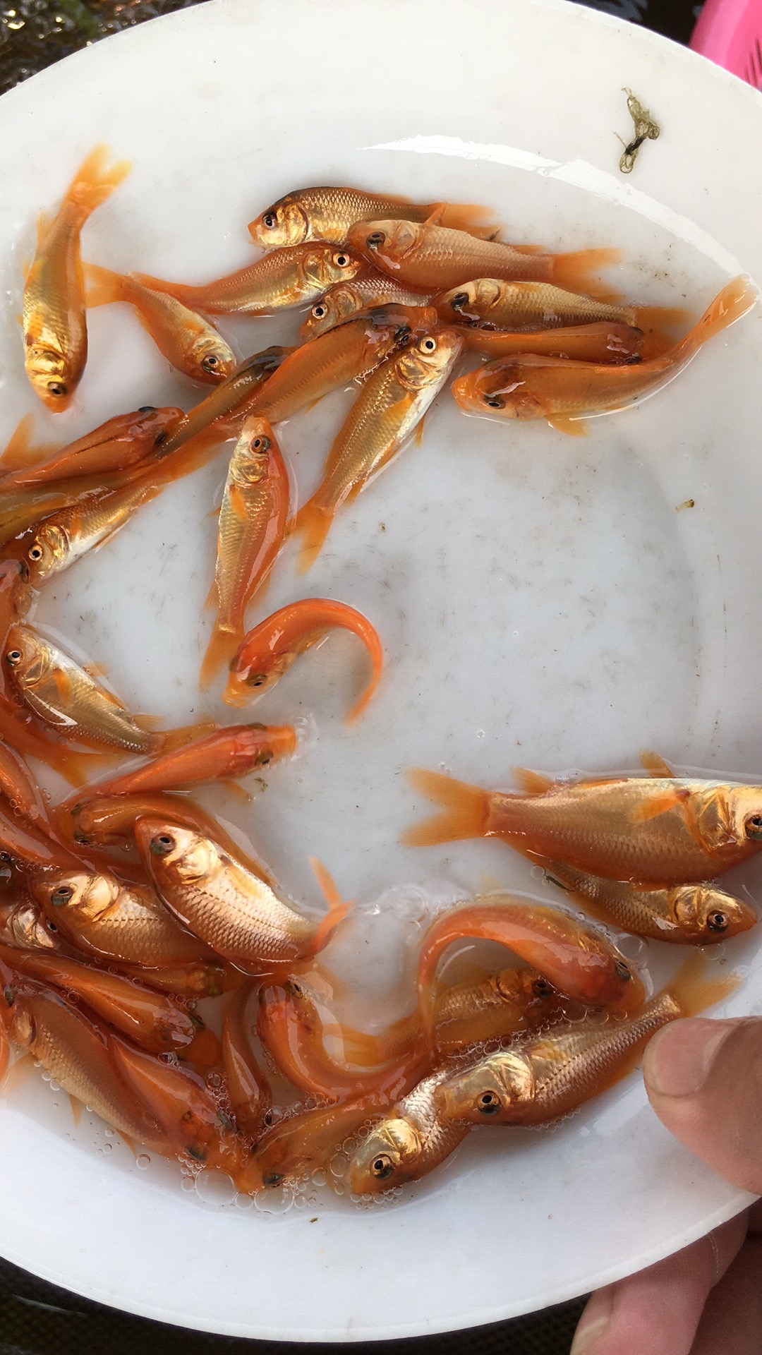 【優(yōu)質(zhì)水產(chǎn)】紅鯉魚(yú)苗 興國(guó)紅鯉魚(yú) 荷包紅鯉 玻璃紅鯉魚(yú) 養(yǎng)殖批發(fā) 紅鯉魚(yú)魚(yú)苗