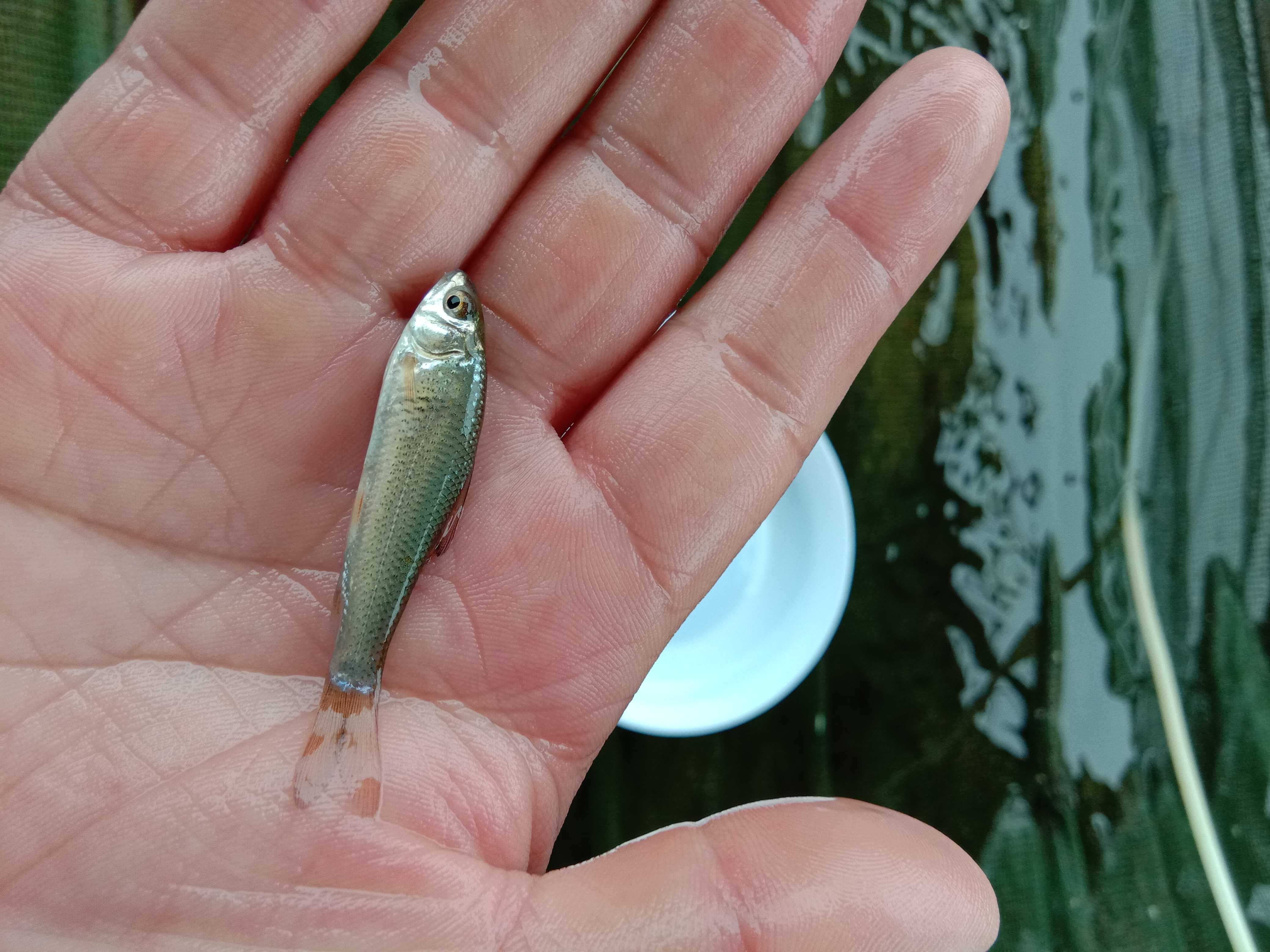 【*批發(fā)】鯪魚苗 泰國鯪魚 麥鯪魚苗 土鯪魚 鯪公魚苗淡水養(yǎng)殖 鯪魚魚苗
