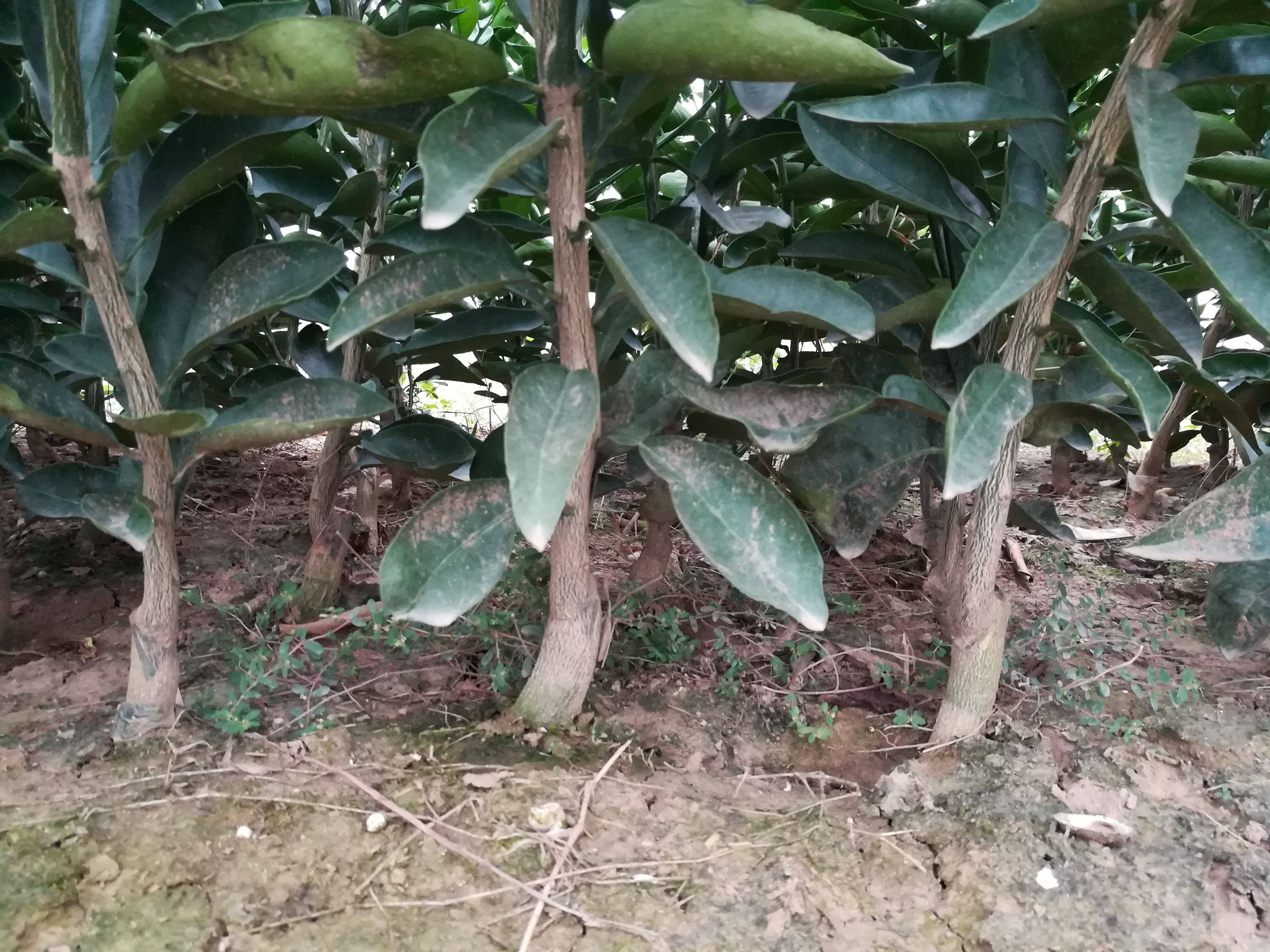 2019年倫晚臍橙苗九月紅臍橙苗愛媛28苗大量出售