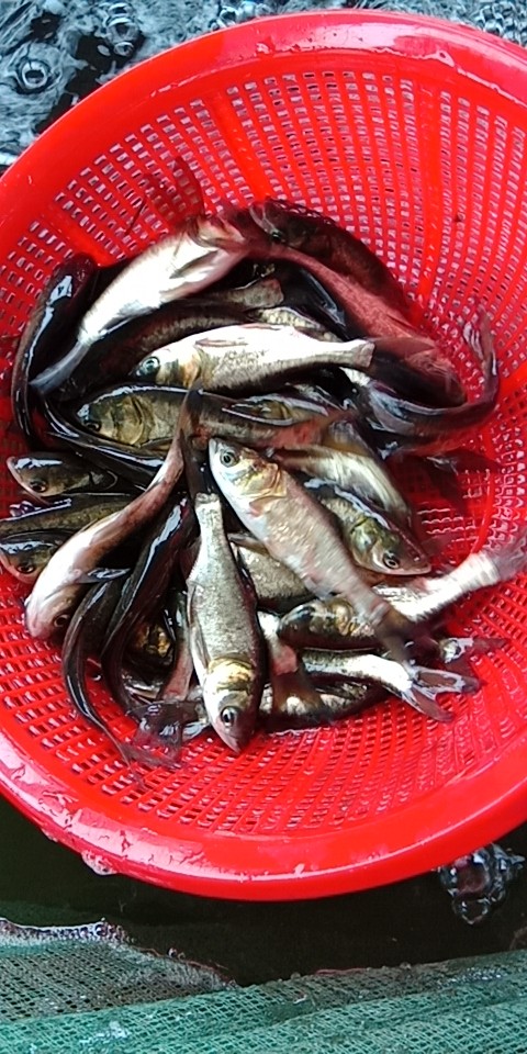 【場地*】優(yōu)質(zhì)花鰱魚苗 大頭魚魚苗批發(fā) 胖頭魚 雄魚 鳙魚魚苗 花鰱魚魚苗