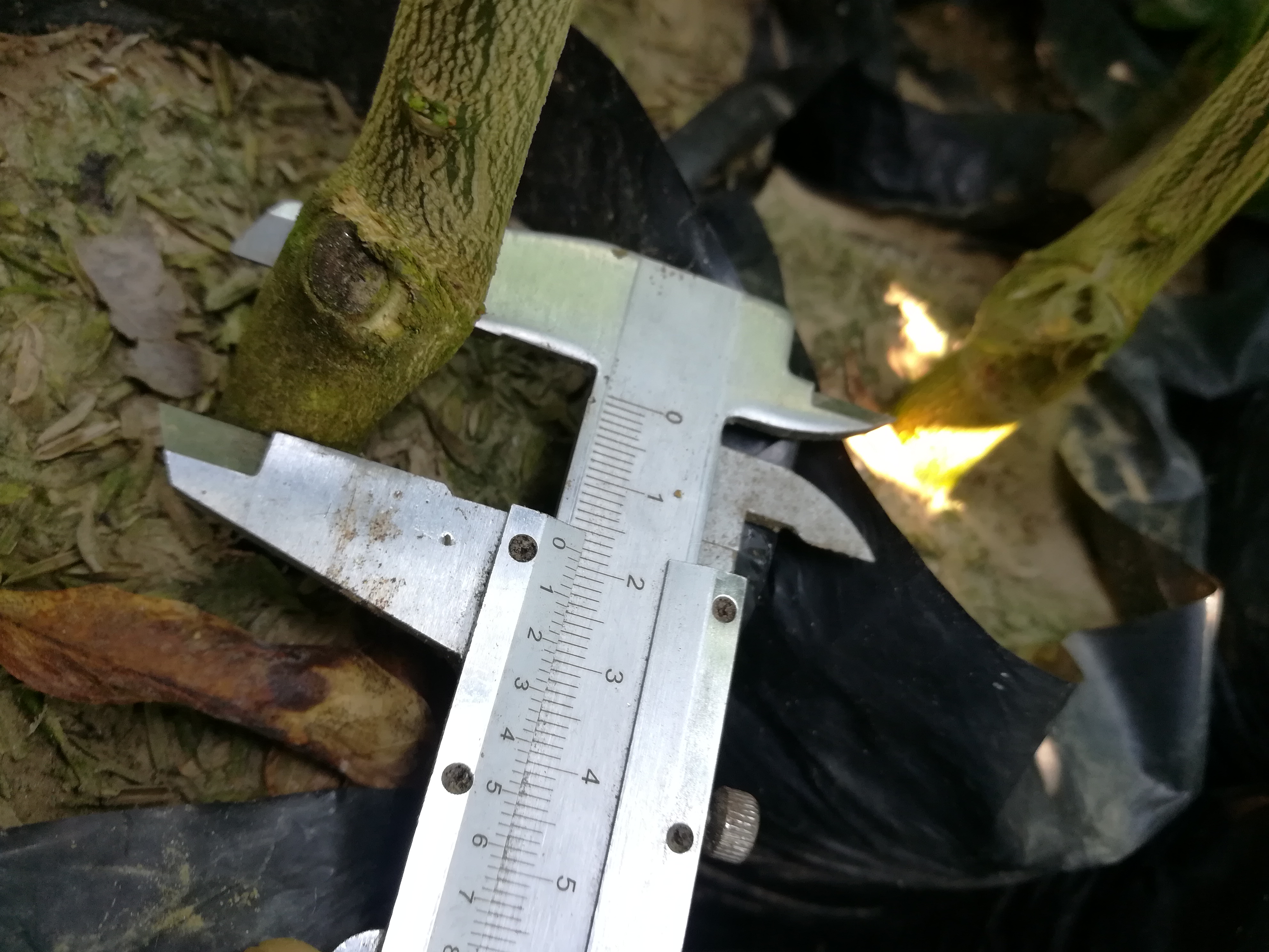 2019年倫晚臍橙苗九月紅臍橙苗愛媛28苗大量出售