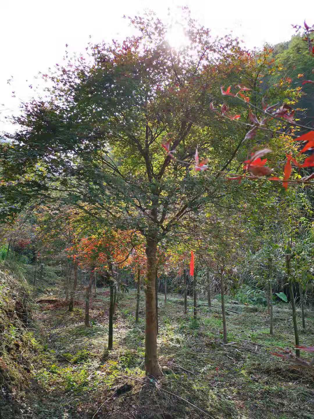 廣西5-20公分紅楓定制、種植、基地、批發(fā)、價格【興安縣合意苗木基地】