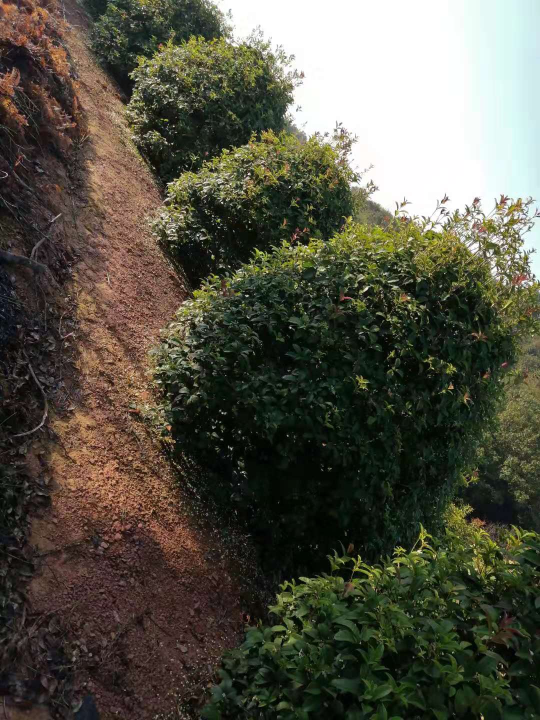 湖南長沙瀏陽2--4.5米叢生桂花球直銷苗木基地