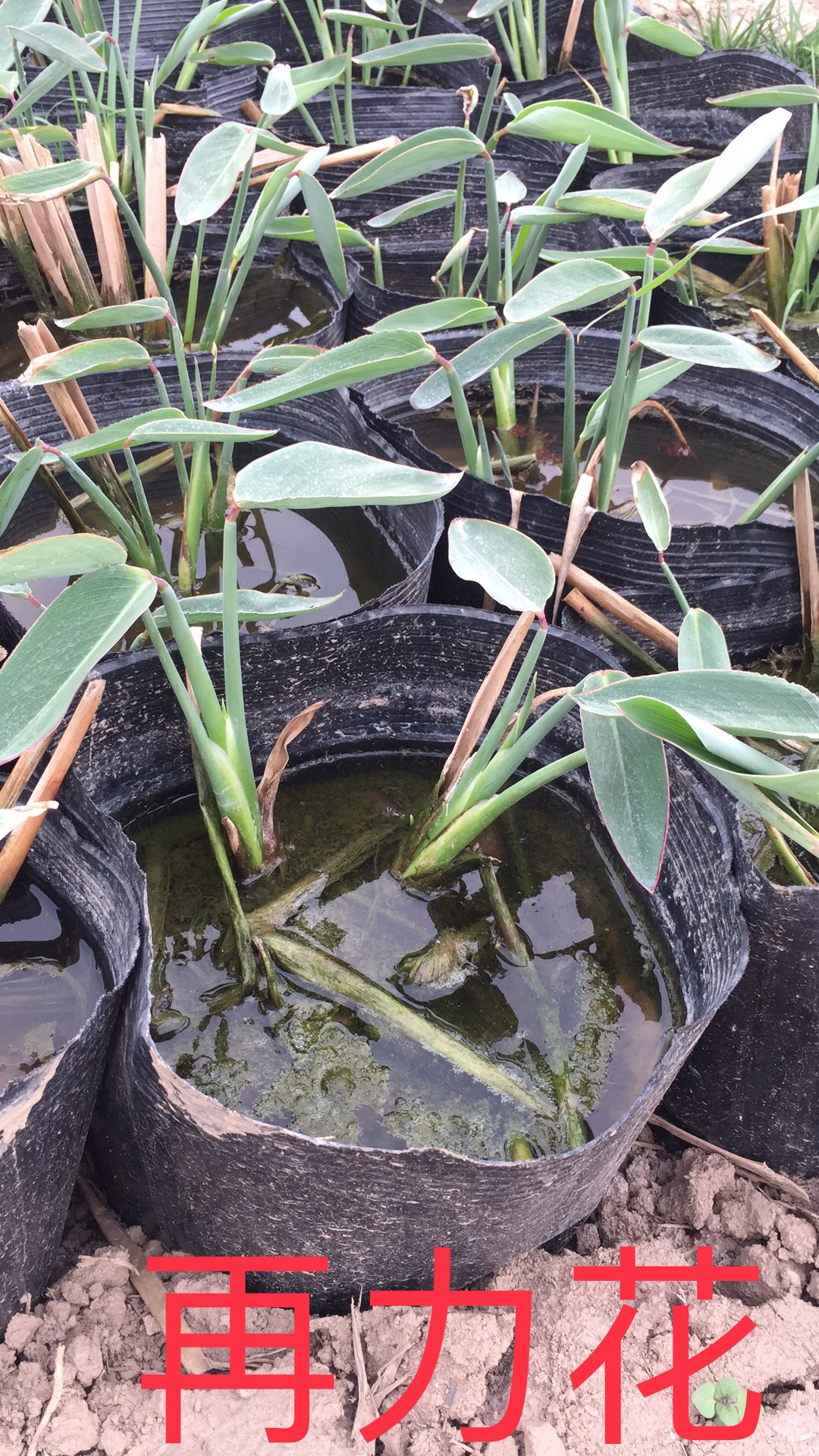 陜西西安再力花水生植物種植基地直銷批發(fā)報(bào)價(jià)價(jià)格咨詢