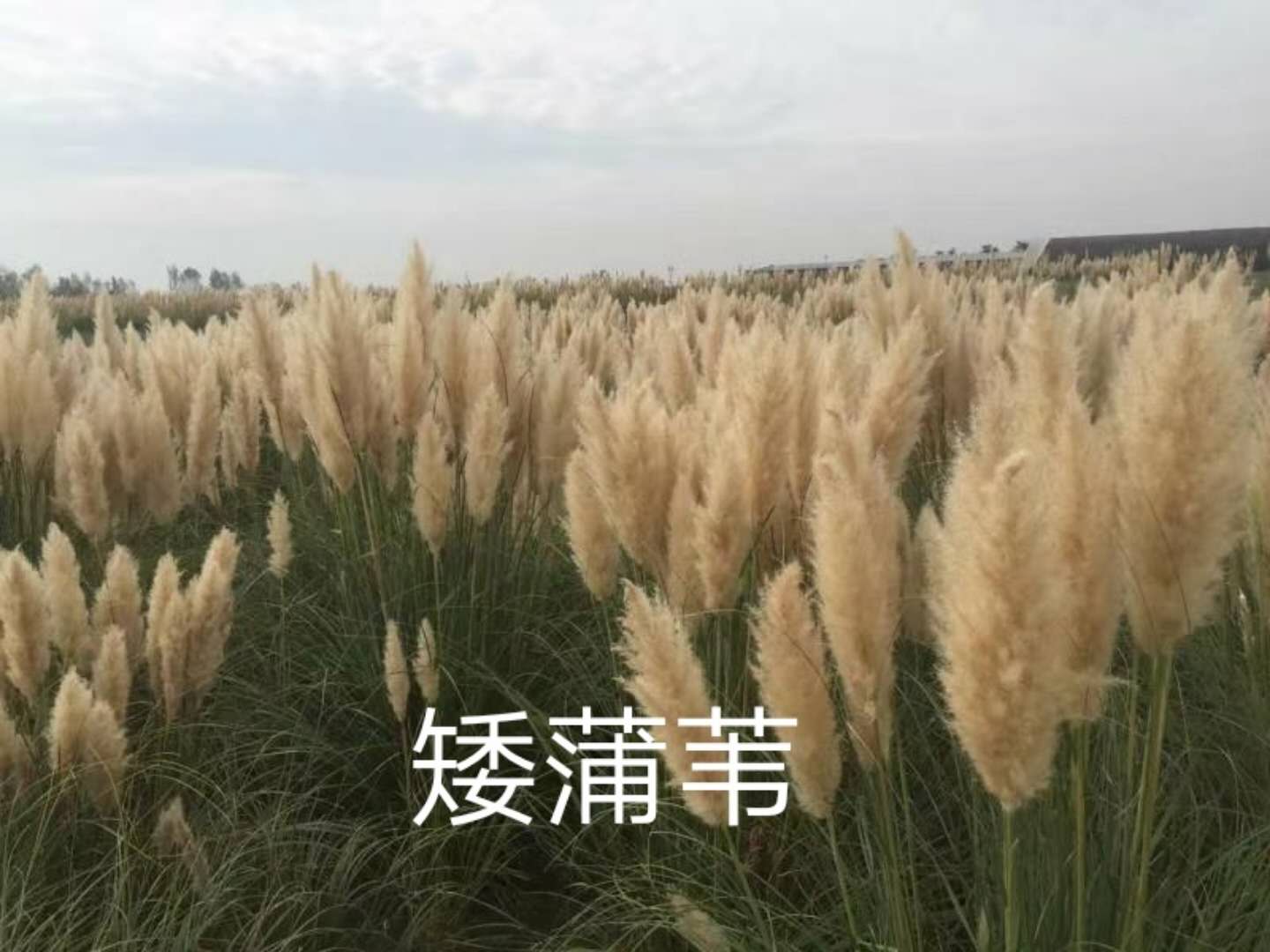 陜西西安矮蒲葦草種植基地直銷批發(fā)報價價格咨詢