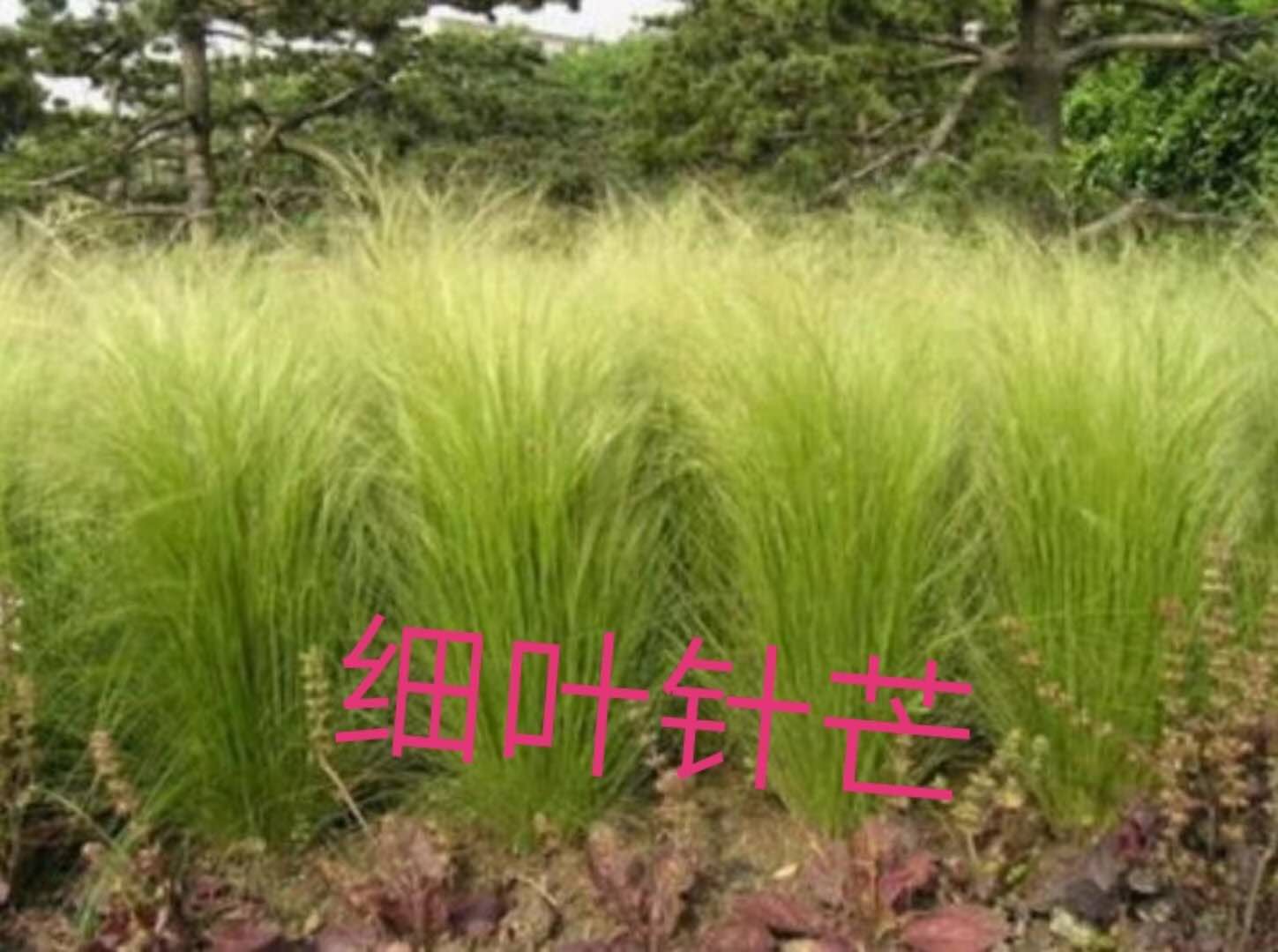 陜西西安細(xì)葉芒草種植基地直銷批發(fā)報(bào)價(jià)價(jià)格咨詢