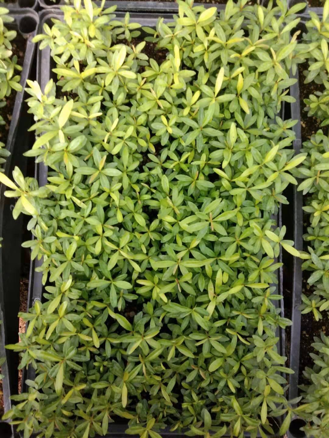 佛山市紅車彩葉植物盆栽直銷-基地-大量批發(fā)-報價  紅車彩葉植物綠化袋苗盆栽