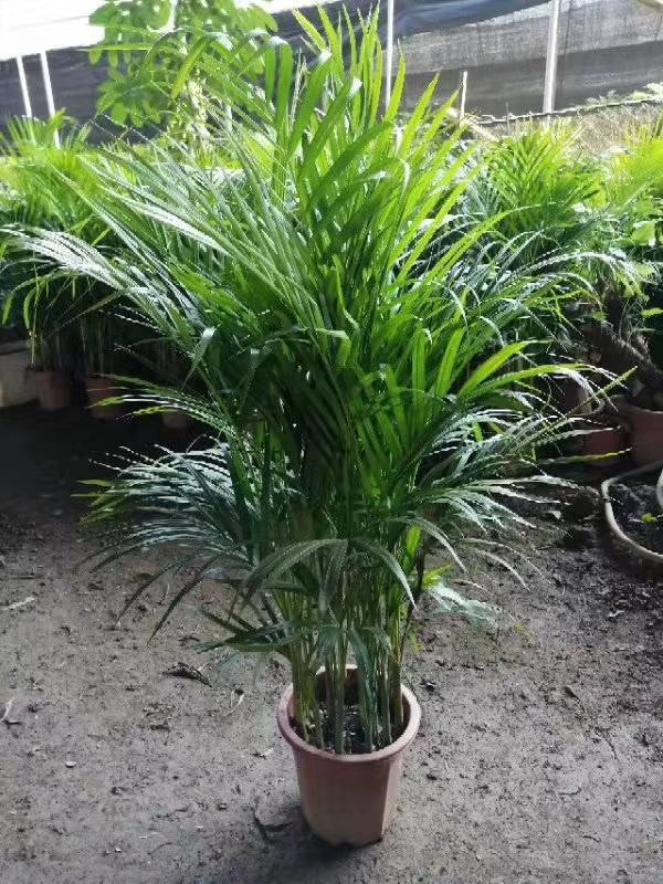 佛山市散尾葵觀葉植物盆栽批發(fā)-基地-供應(yīng)商-直銷