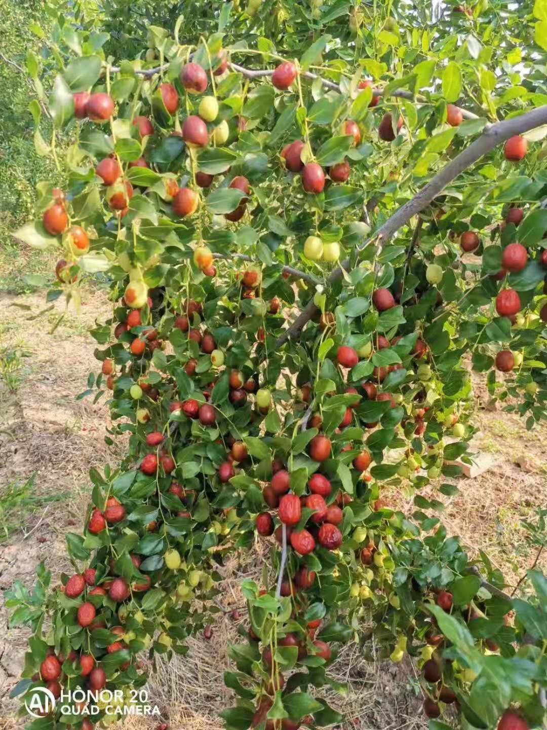 內(nèi)蒙呼市出售酸棗苗
