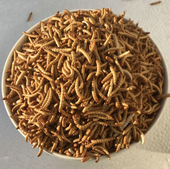 凍干黃粉蟲干 凍干黃粉蟲干報(bào)價(jià) 凍干黃粉蟲干批發(fā) 凍干黃粉蟲干供應(yīng)商 凍干黃粉蟲干生產(chǎn)廠家