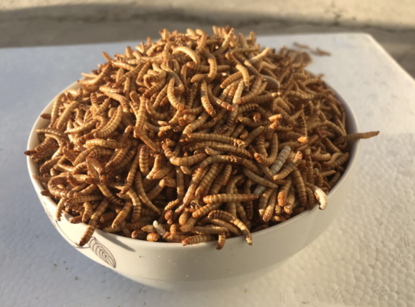 凍干黃粉蟲干 凍干黃粉蟲干報(bào)價(jià) 凍干黃粉蟲干批發(fā) 凍干黃粉蟲干供應(yīng)商 凍干黃粉蟲干生產(chǎn)廠家