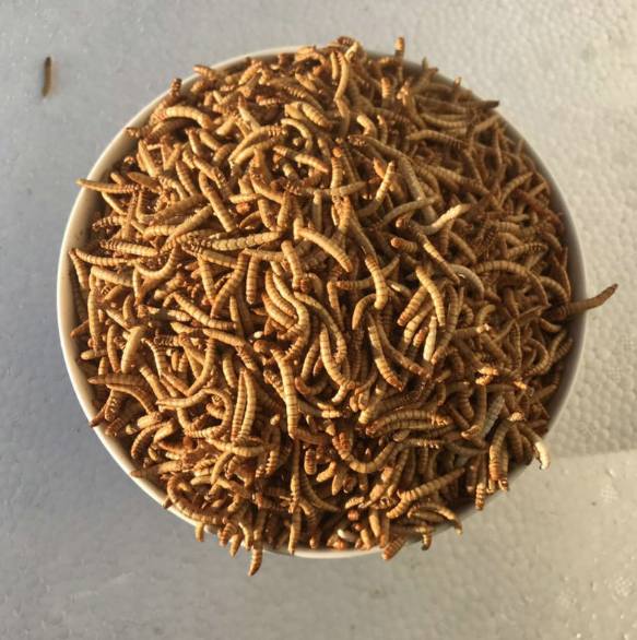 凍干黃粉蟲干 凍干黃粉蟲干報(bào)價(jià) 凍干黃粉蟲干批發(fā) 凍干黃粉蟲干供應(yīng)商 凍干黃粉蟲干生產(chǎn)廠家