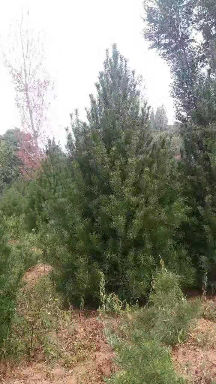 4米二級樹價格_報價_價錢【藍田縣綠林白皮松基地】