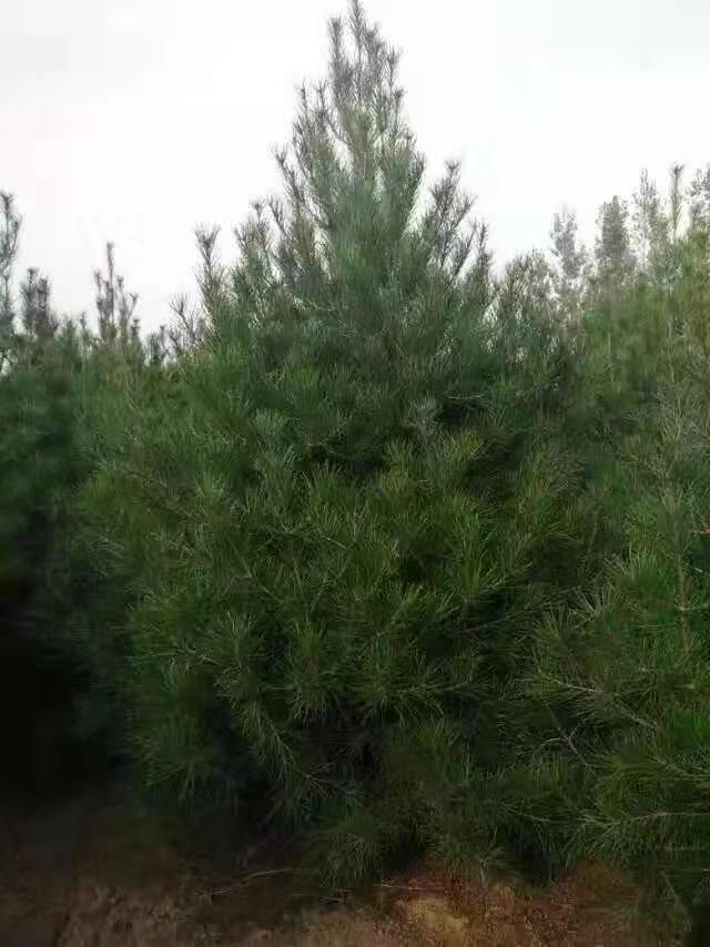 現(xiàn)貨供應(yīng)2米白皮松一級(jí)樹(shù) 白2米白皮松批發(fā) 西安市白皮松基地