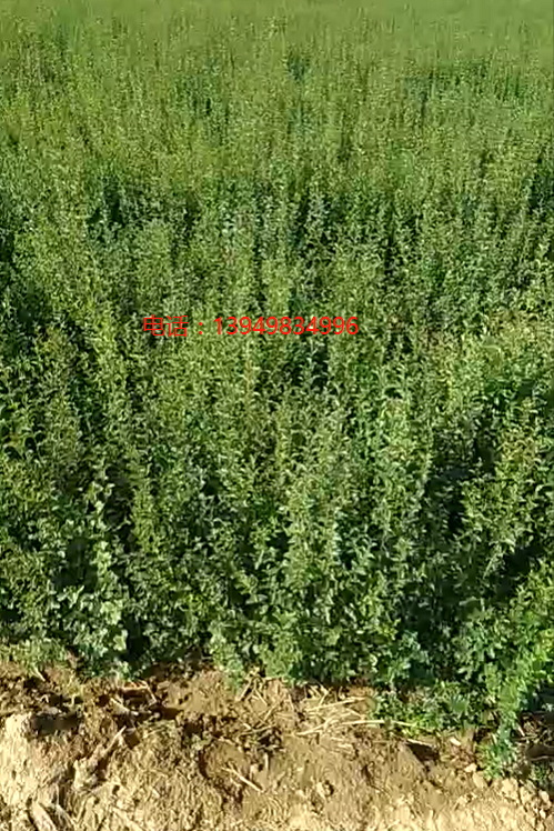 鄢陵小葉女貞基地大田地苗大量批發(fā)，一年苗30--70公分高綠化*苗