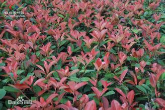 柏加鎮(zhèn)紅葉石楠球種植基地 紅葉石楠球價格 紅葉石楠球批發(fā)