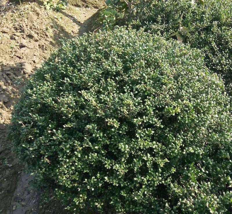 龜甲冬青球價格 龜甲冬青球批發(fā) 福建漳州產(chǎn)地直銷 規(guī)格齊全 種植批發(fā)基地 哪里有賣 多少錢一棵