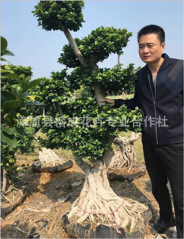 小葉榕 小葉榕臟頭 小葉榕 小葉榕樹(shù)苗 小葉榕造型盆景 小葉榕造型 小葉榕盆景
