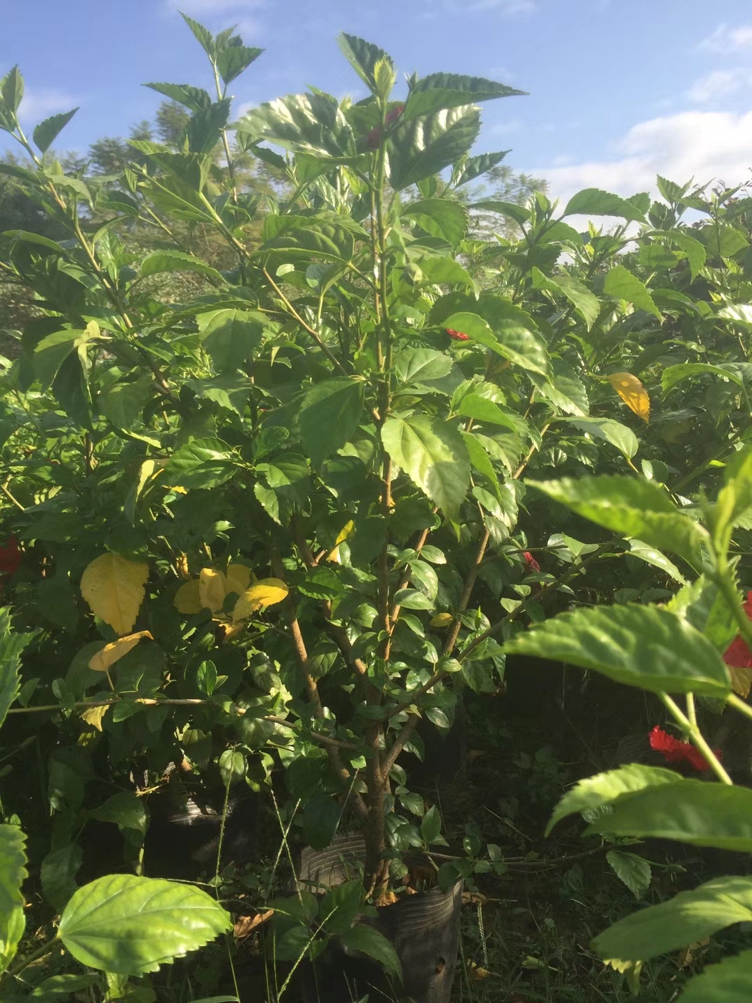 福建漳州30公分大紅花基地 哪里有種植批發(fā)基地 多少錢一棵