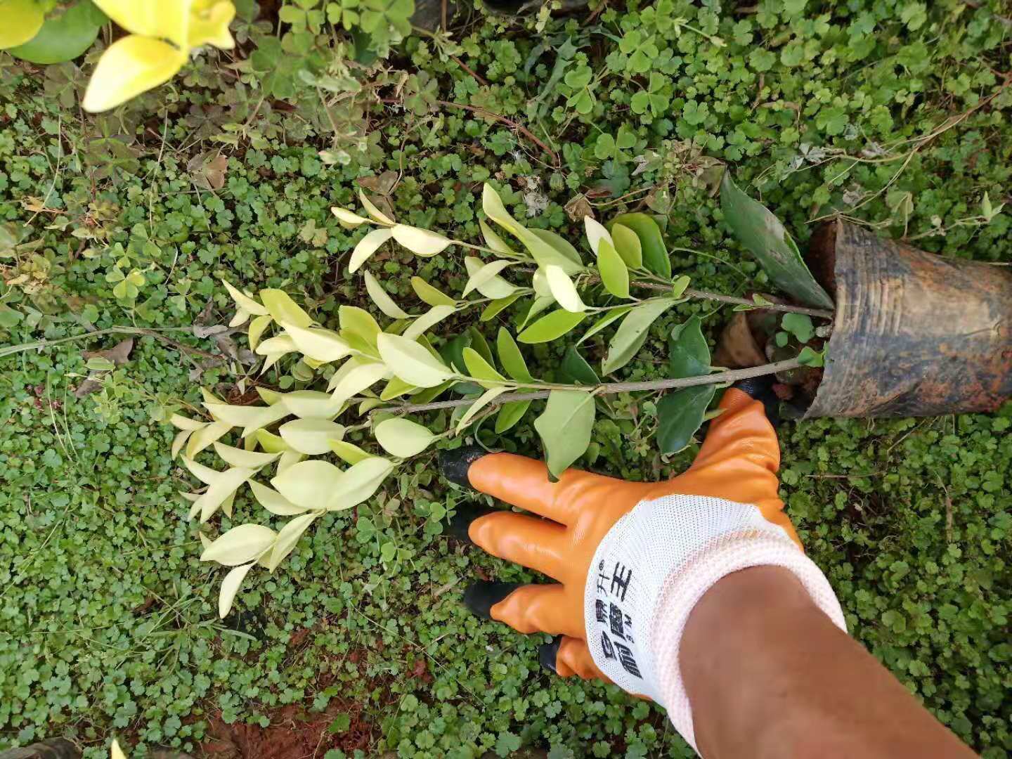 昆明金森女貞小苗直銷，昆明金森女貞小苗種植基地，昆明金森女貞批發(fā)報(bào)價(jià)