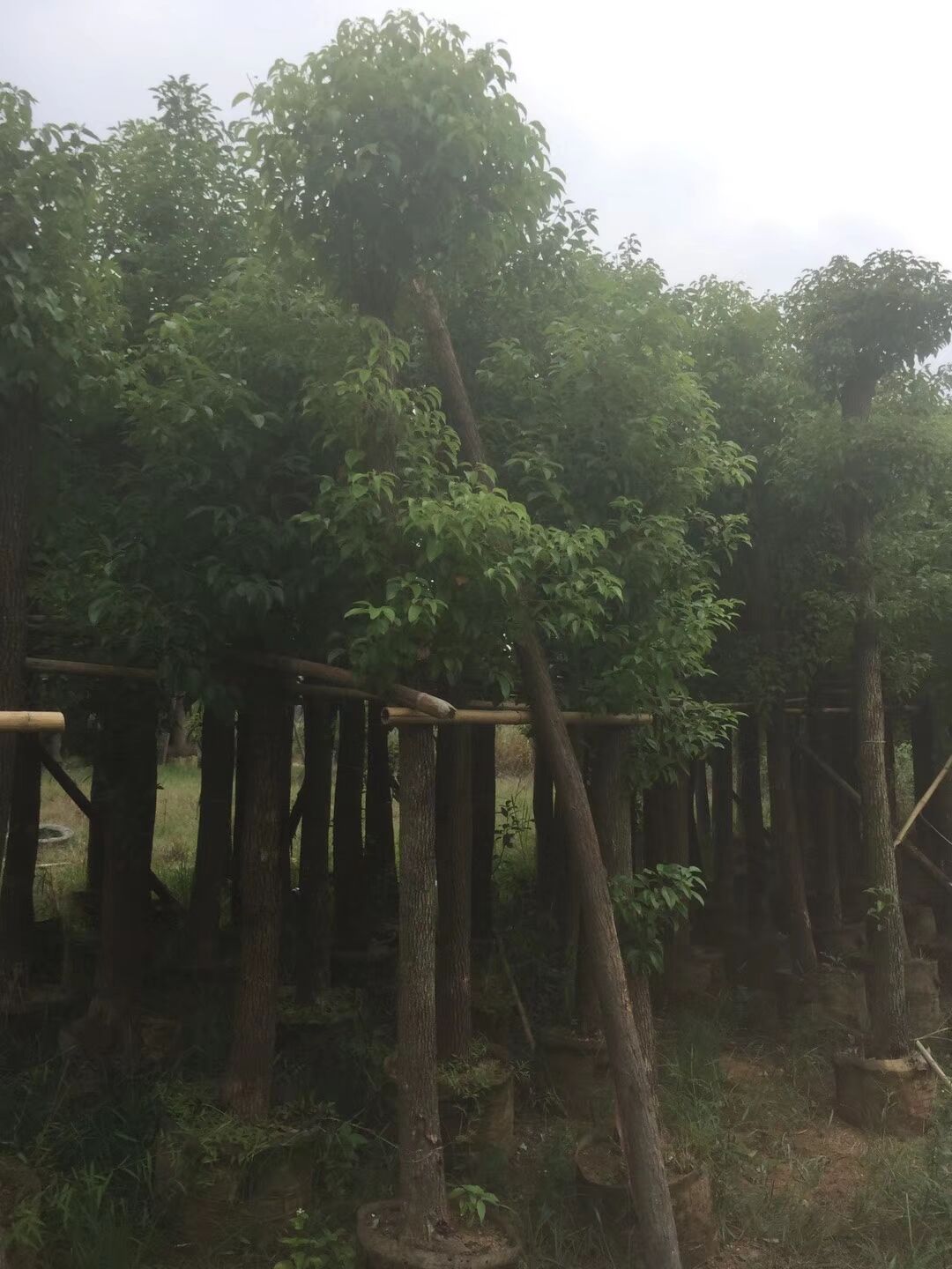 【福建漳州6-25各種規(guī)格香樟基地】-福建漳州6-25各種規(guī)格香樟價(jià)格