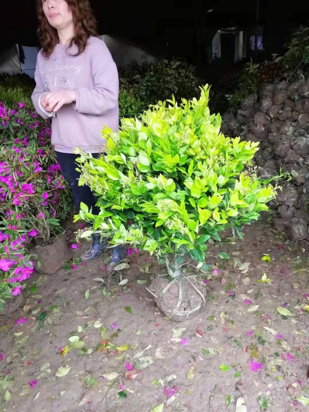 金葉女貞 金森女貞