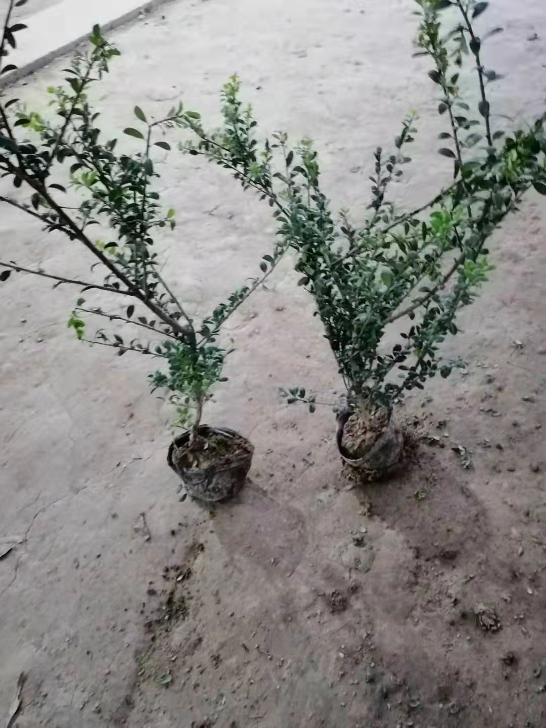 龜甲冬青供貨商