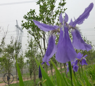馬蘭花苗供應(yīng)商