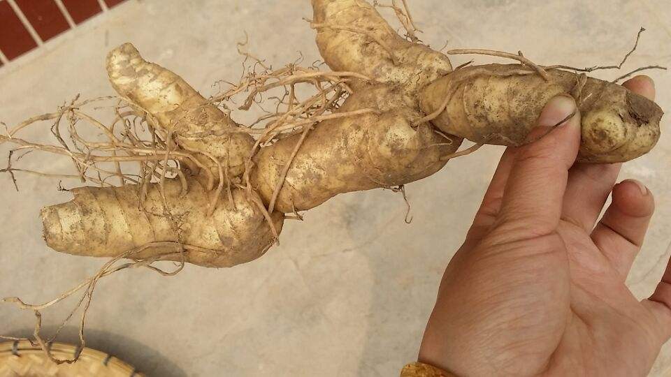 云南文山黃精報(bào)價(jià)，批發(fā)，供應(yīng)商