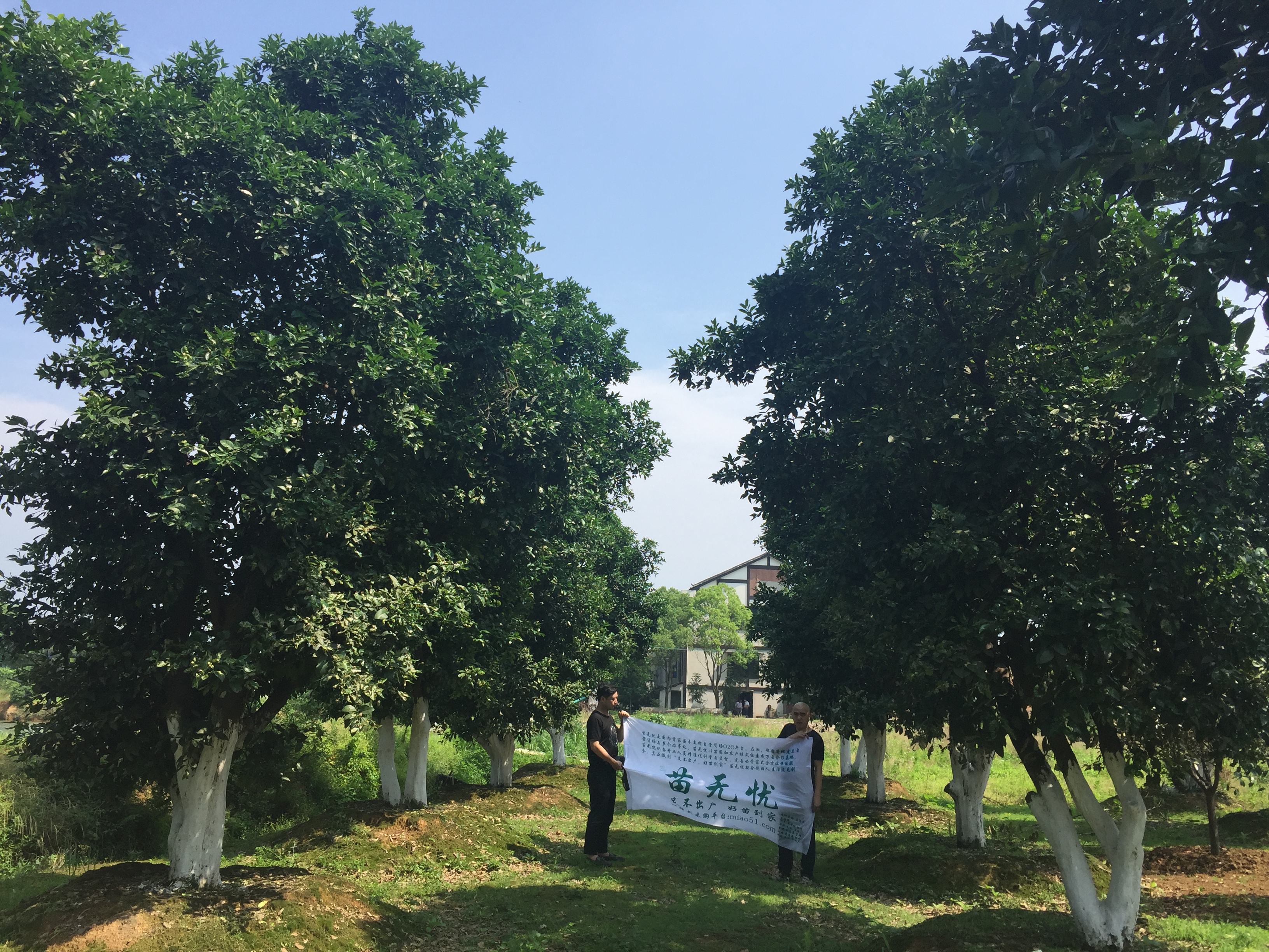 益陽(yáng)市香泡樹(shù)基地-批發(fā)-供應(yīng)商-報(bào)價(jià)-電話