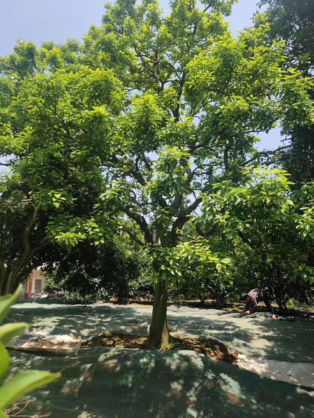 益陽市香櫞樹基地-批發(fā)-供應(yīng)商-報價-電話