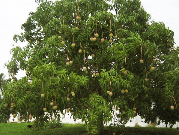 芒果樹哪家好 芒果樹直銷 廣西芒果樹